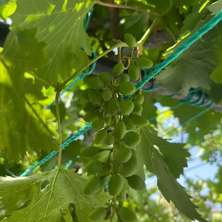 公寓式酒店 Taksim Neo Pera 4*